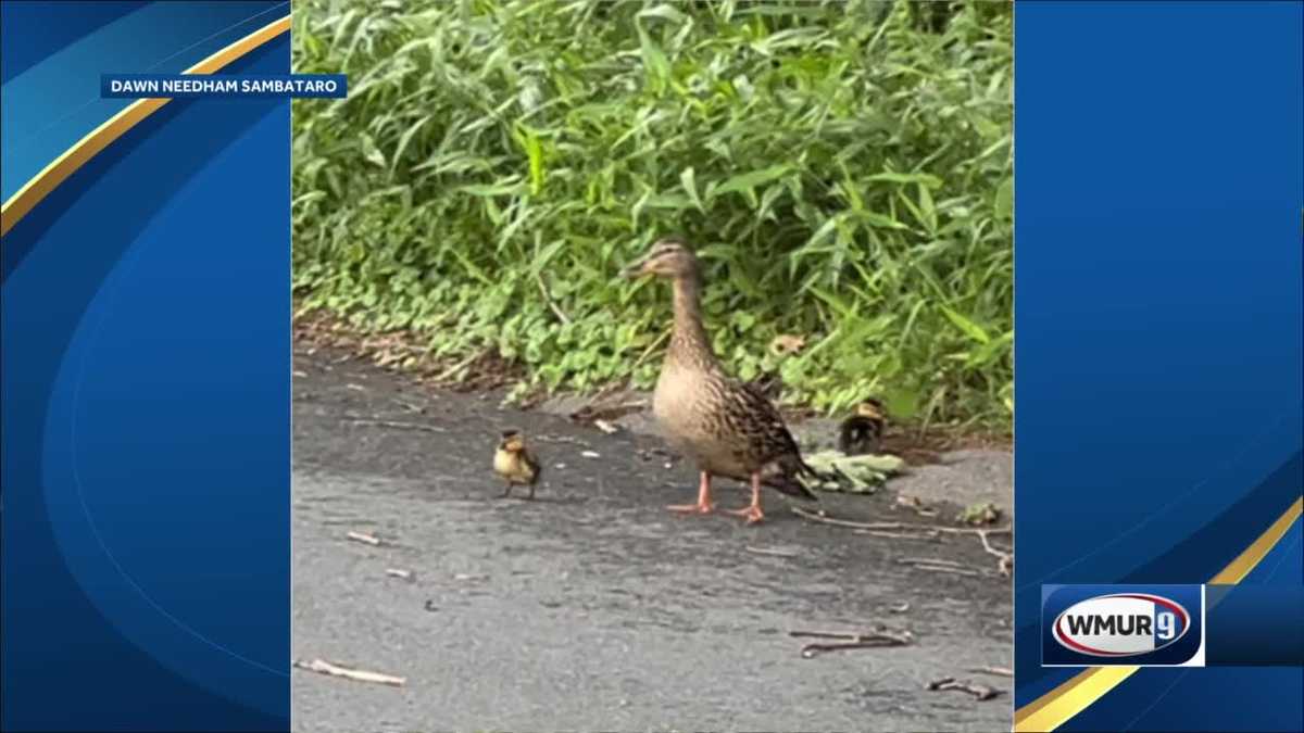 New Hampshire officer helps rescue ducklings from storm drain