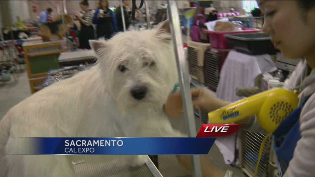 Sacramento dog show returns to Cal Expo for weekend