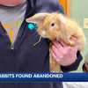 Several rabbits up for adoption after being abandoned near Londonderry Turnpike