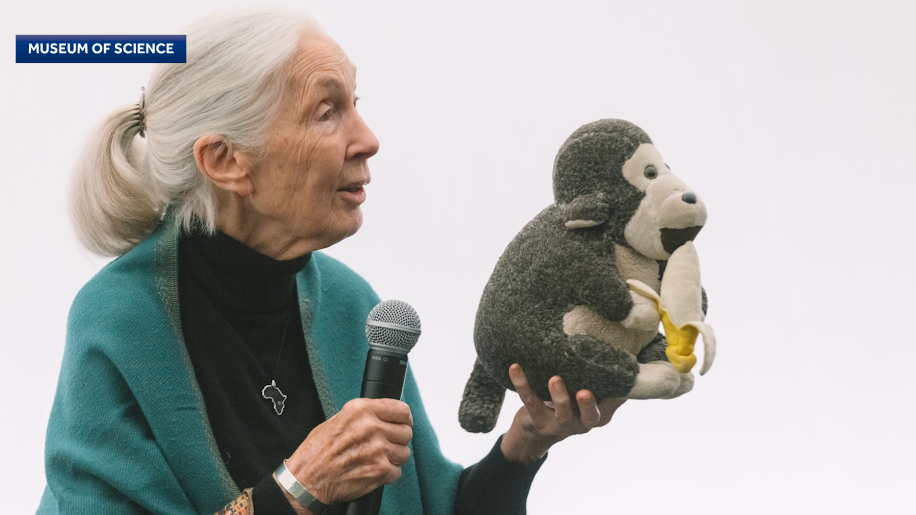Jane Goodall's research left lasting impact on Boston institutions in wake of her death