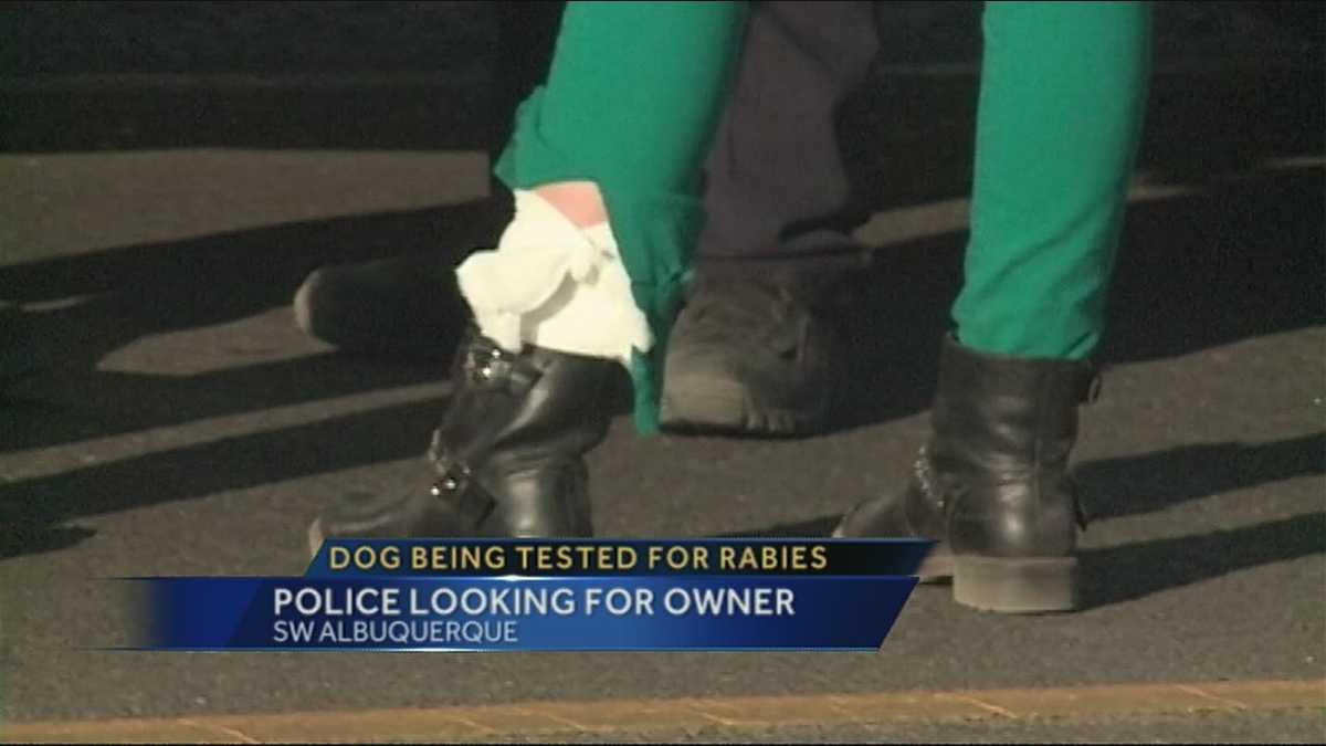 Police search for owners of shot dog