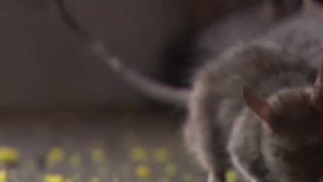 New York City rat problem - Vimarsana News