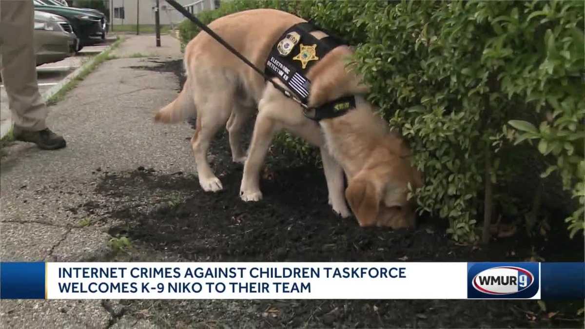 Electronic storage detection dog joins New Hampshire Crimes