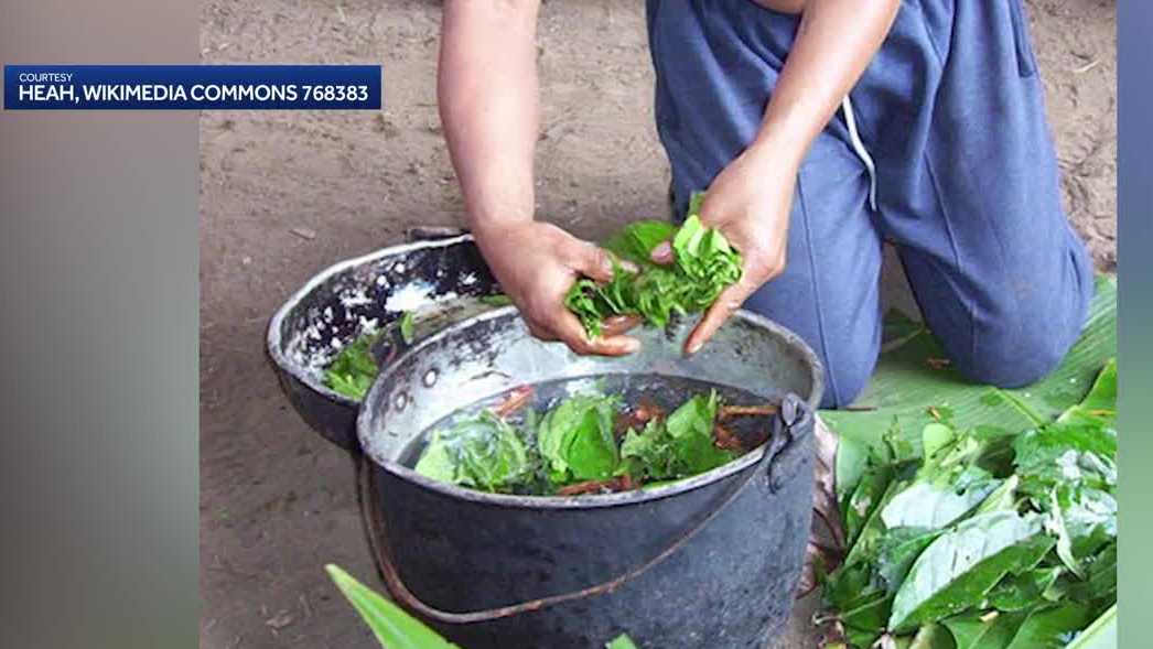 Iowa church approved to use ayahuasca for religious ceremonies under strict conditions