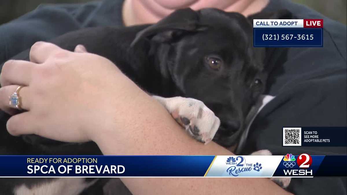 WESH 2 the Rescue: 3-month-old Raptor looking for his forever home