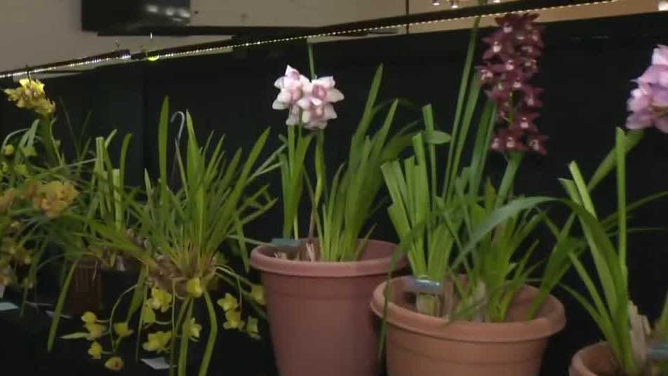 What to know about the 77th Annual Orchid Show & Exotic Plant Sale in Sacramento County