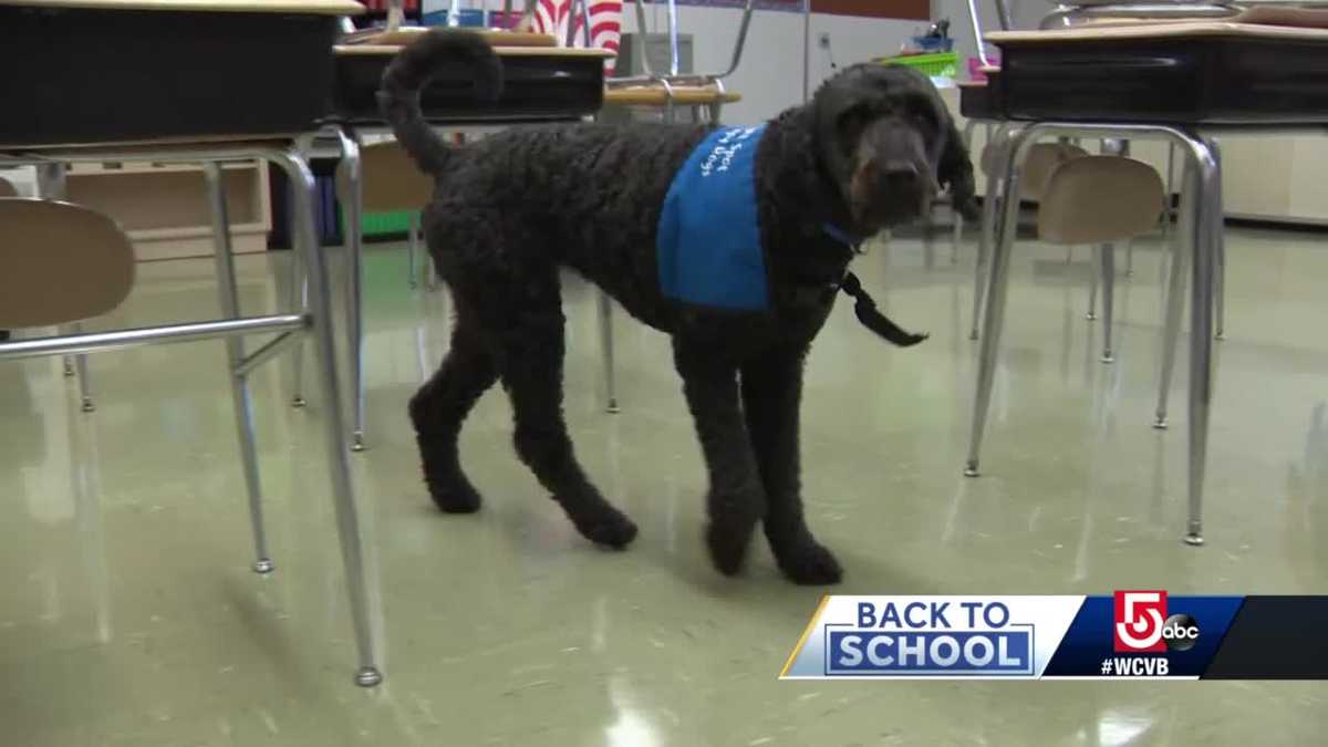 Therapy dog Betty ready to welcome students back to school