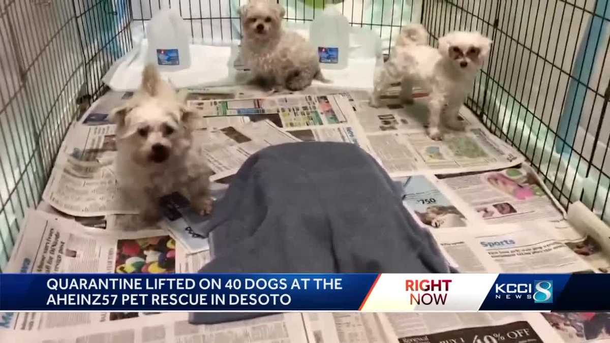 Quarantine lifted on 40 dogs at AHeinz57 Pet Rescue