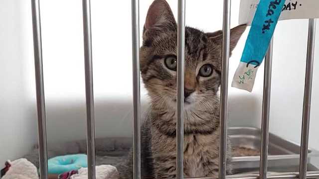 Dozens of sick cats taken from Hales Corners house, with many dying - Vimarsana News