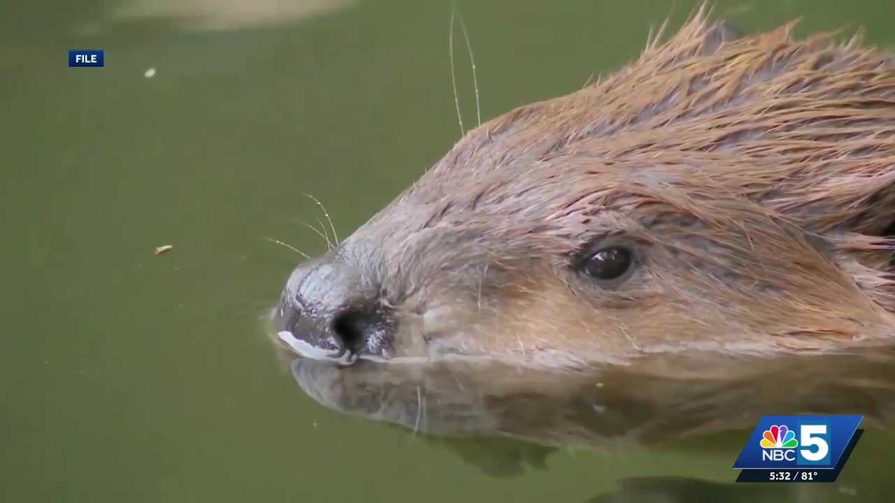 'It's out for blood': Man recovering after beaver attack