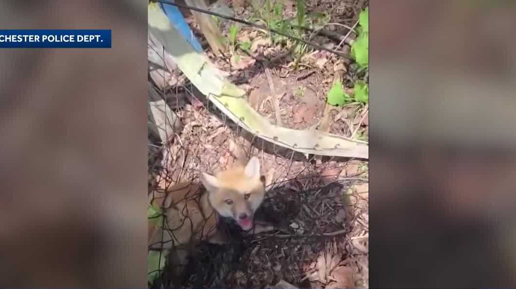 Police help free fox kit stuck in soccer net in Cheshire County