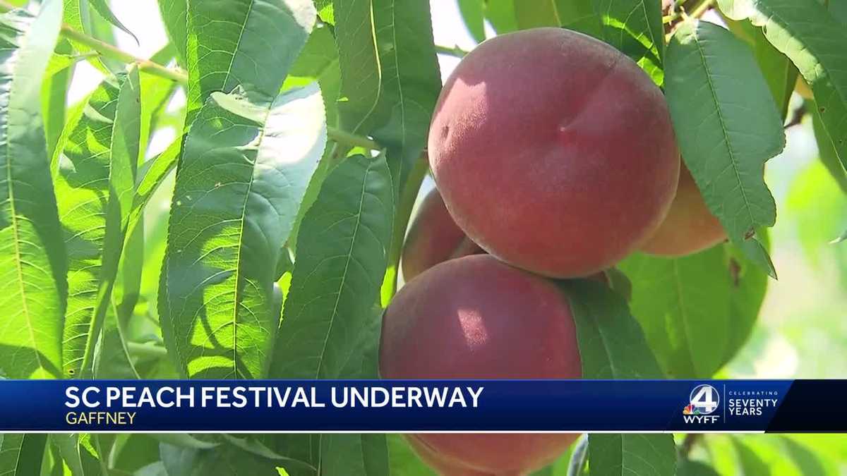 SC Thousands set to see Lainey Wilson perform at Peach Festival
