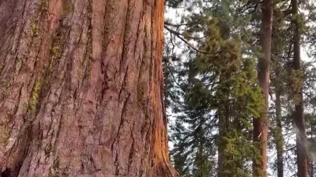The Washburn Fire is threatening Yosemite's oldest Sequoias - Vimarsana News