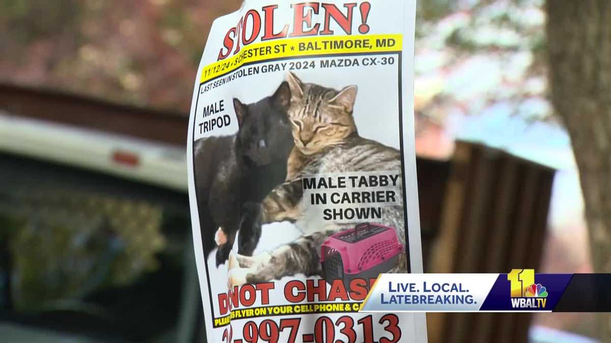 Cat stolen during Canton car theft found, returned to owner