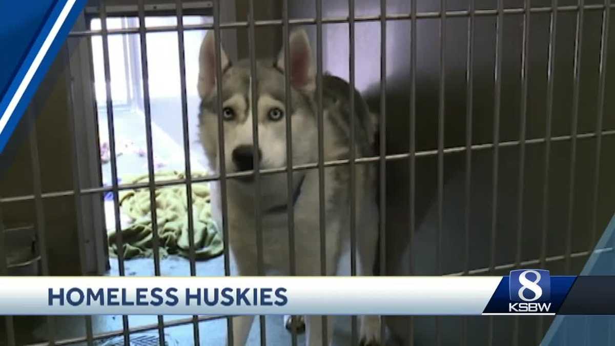 Huskies are coming: Rise in huskies at local shelters blamed on ...