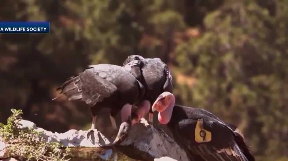 Hearst Foundation awards Ventana Wildlife Society with $125,000 grant for conservation