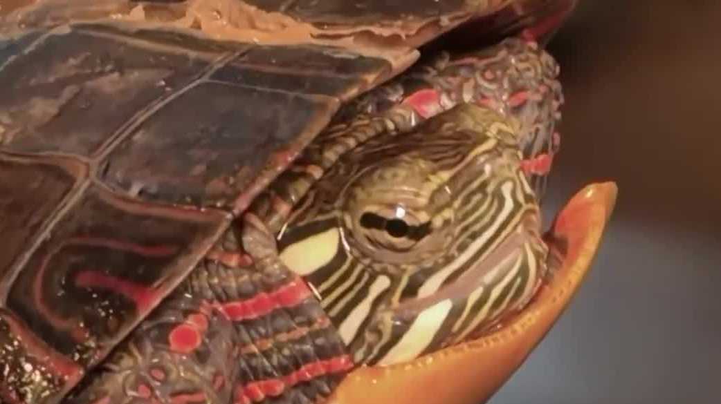 Turtle recovering after man pleads guilty to animal cruelty charges in deaths of 15 others