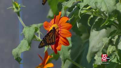 Tewksbury’s Monarch Ranch brings students closer to butterflies 