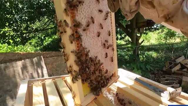 Half the United States' bee population died last year - Vimarsana News