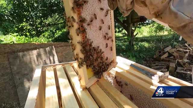 South Carolina: Dwindling bee population threatens state industry - Vimarsana News