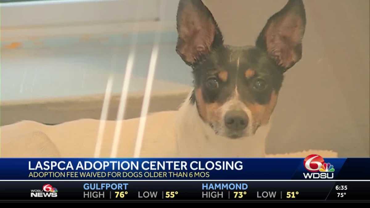 Waiving Adoption Fees at the ASPCA's Adoption Center