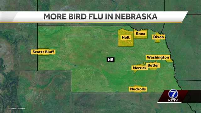 Nebraska Department of Agriculture identifies 8th of case of bird flu - Vimarsana News