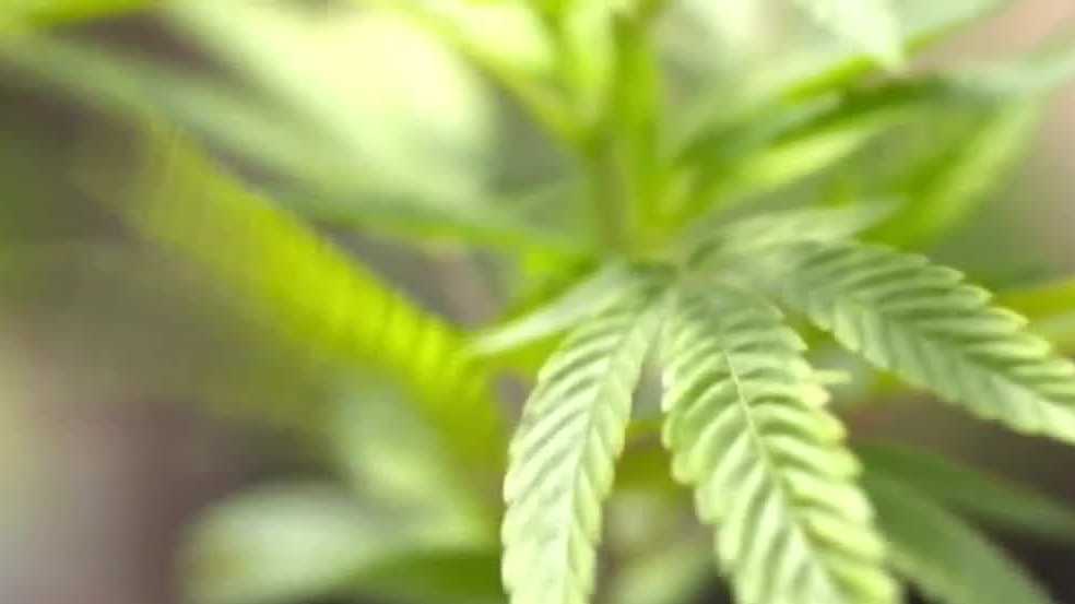 CA bill would allow cannabis growers to sell at farmers markets - Vimarsana News