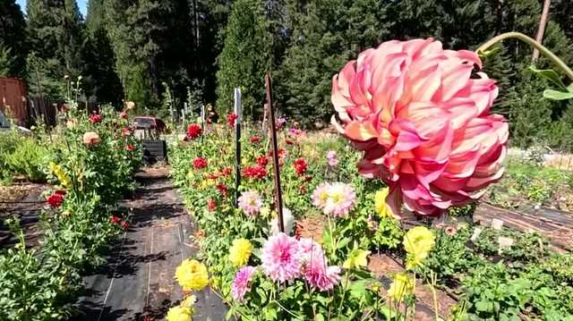 U-pick berries and colorful flower fields draw summer visitors to Harris Family Farm