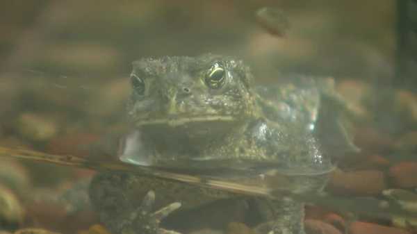 Blank Park Zoo works to save critically endangered Wyoming toad