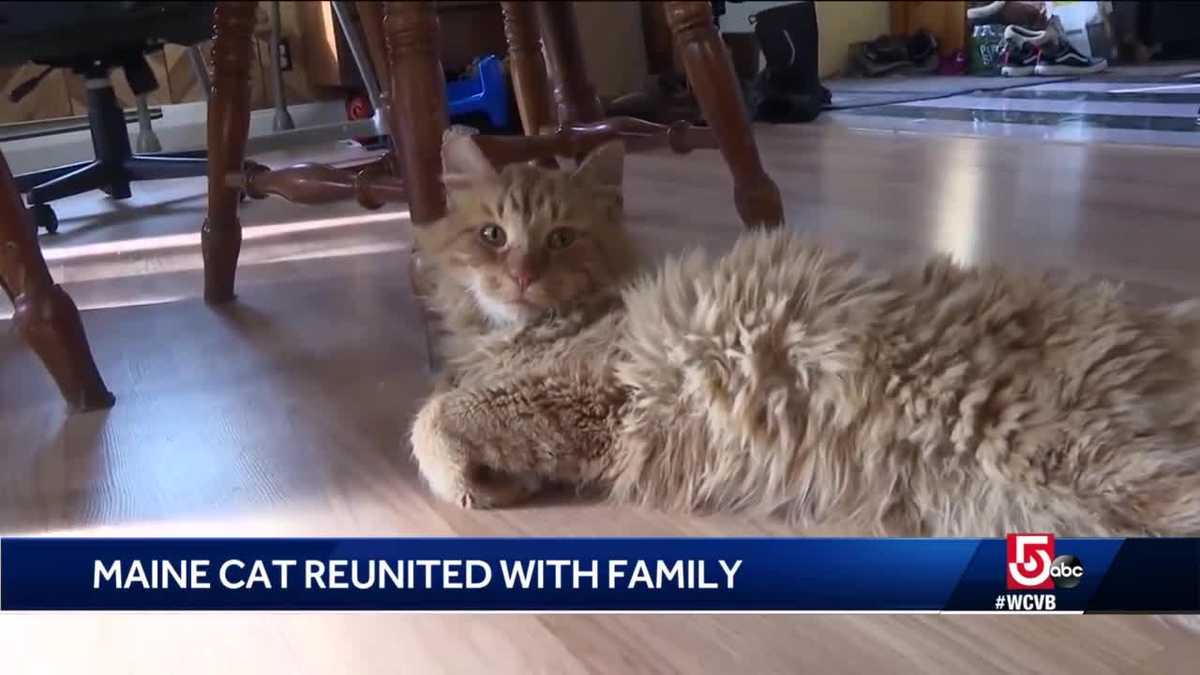 Family reunites with cat month after house fire