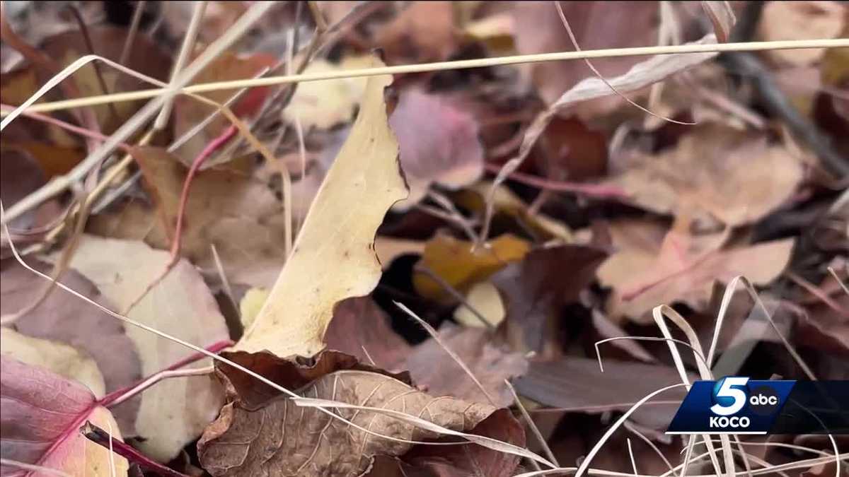 Leaves are staying on trees later this year. Here's why