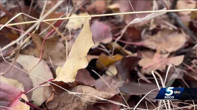 Leaves are staying on trees later this year. Here's why - Vimarsana News