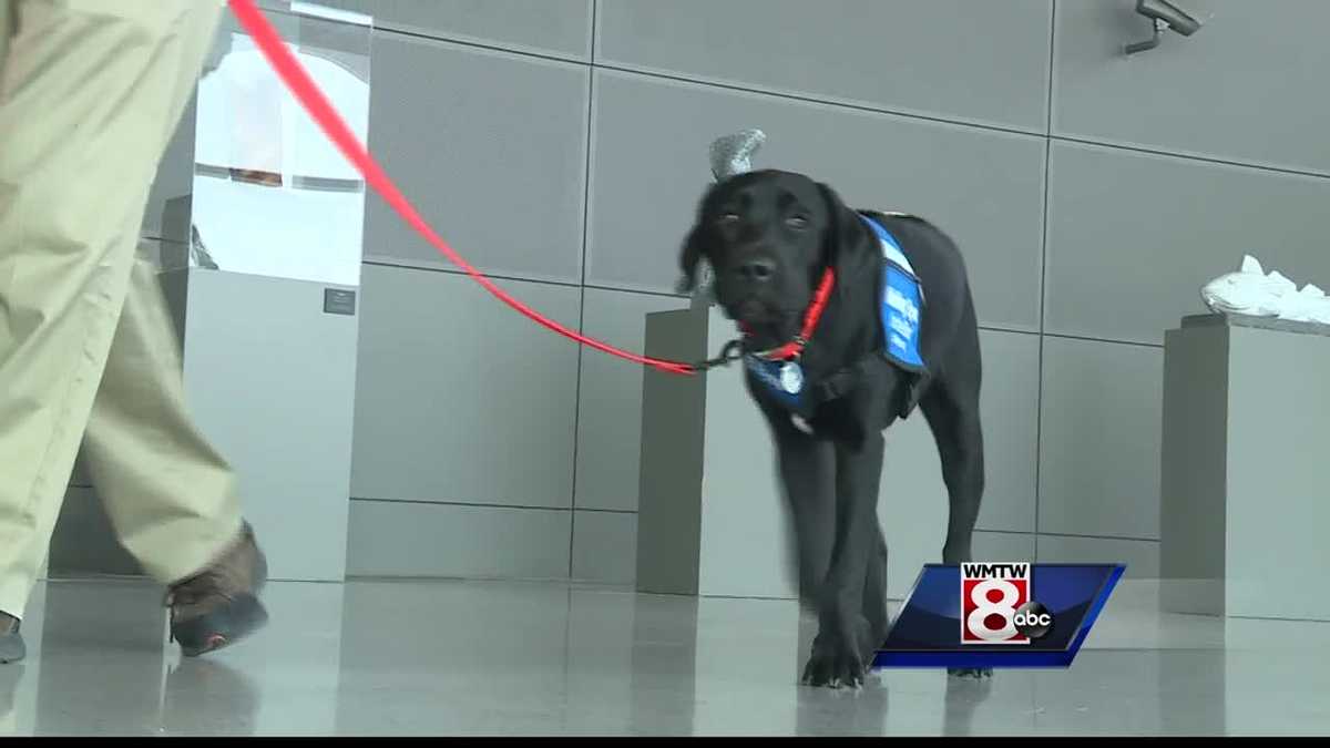 Future guide dogs receive training in Portland