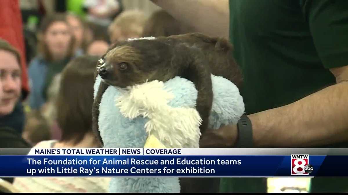 Sloth Featured At Animal Exhibit In Lewsiton