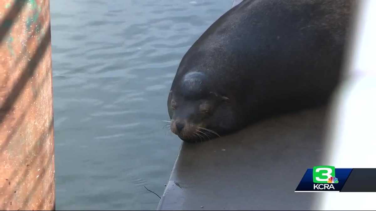 Why sea lions are moving to Sacramento