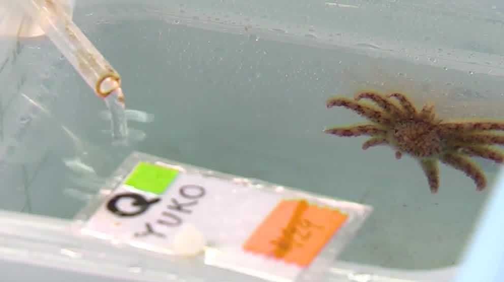 California lab advances sea star preservation for endangered species