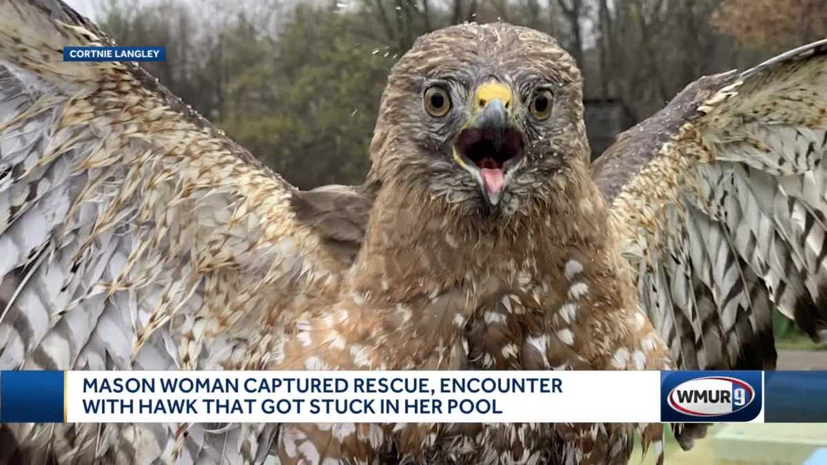 New Hampshire Woman Rescues Young Hawk From Pool New Hampshire Woman Rescues Young Hawk From Pool