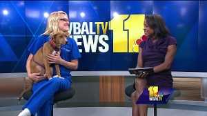 Pet Questions: Caring for a pet's upset stomach