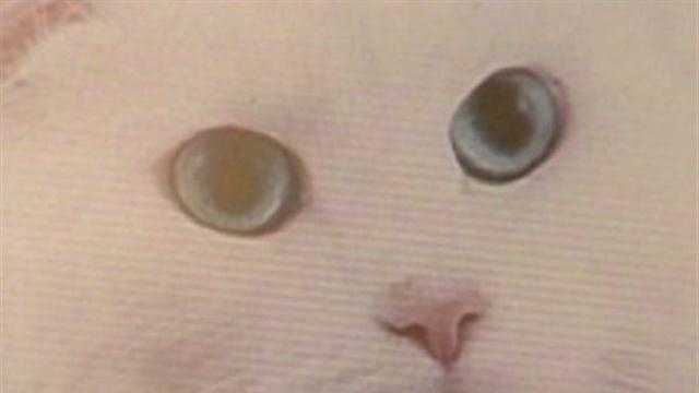 Man busted for using cat to filing fake insurance claim