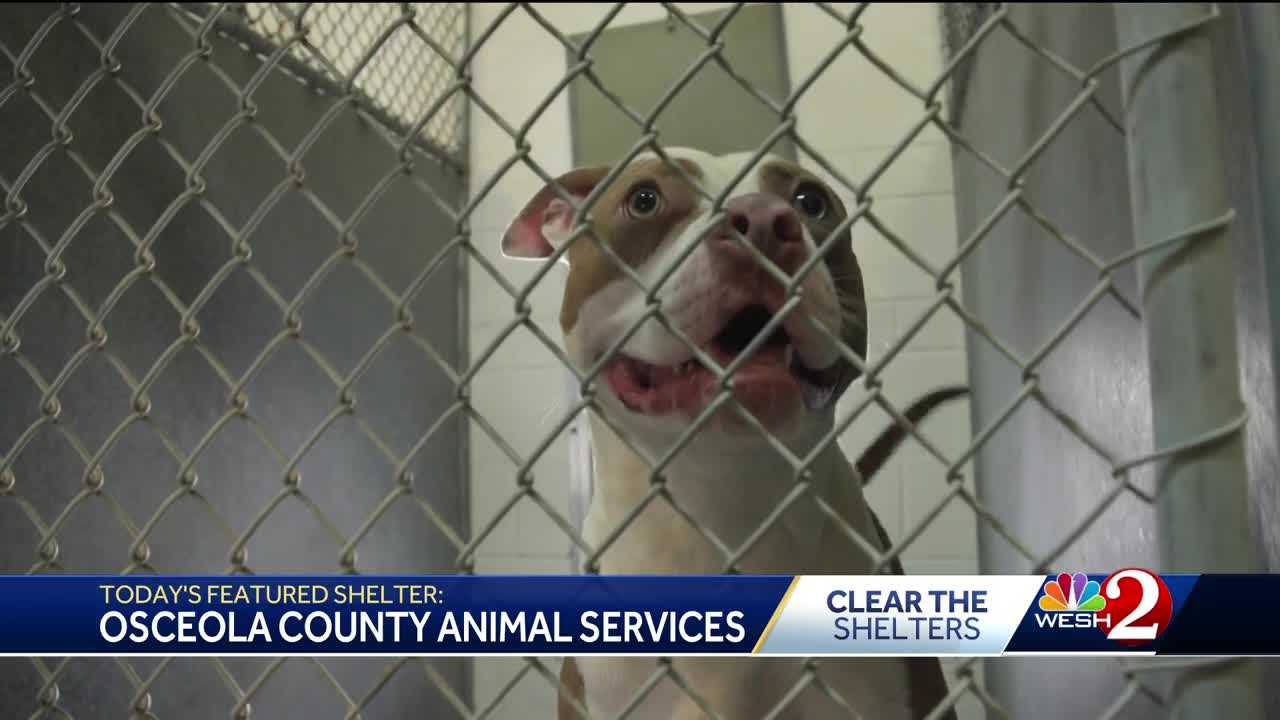 Osceola County Animal Services joins WESH 2 to Clear the Shelters