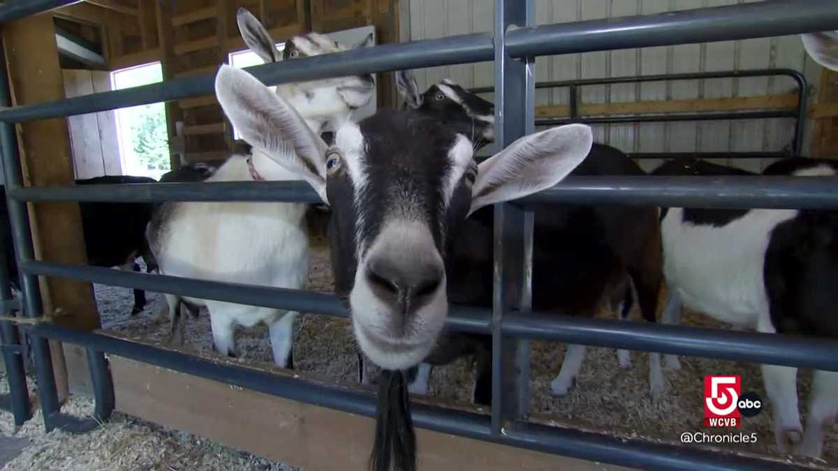 From Goat Milk Soap to Maple Spirits: Maine Businesses Stand Out