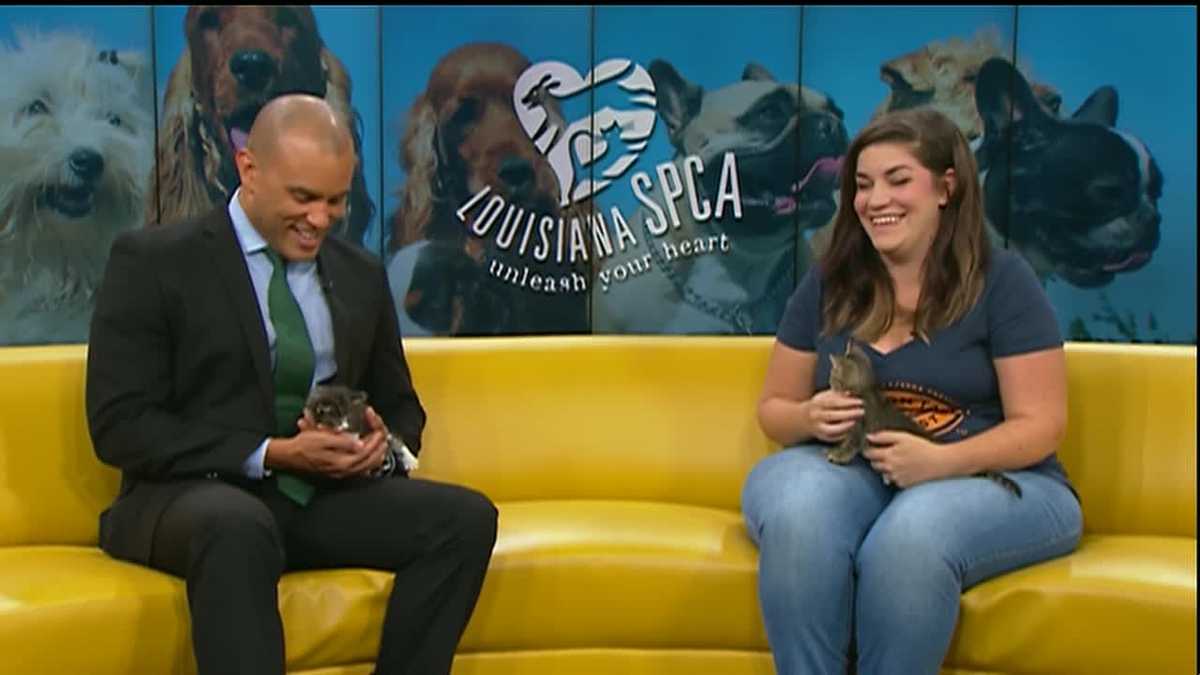 Foster a pet through Louisiana SPCA