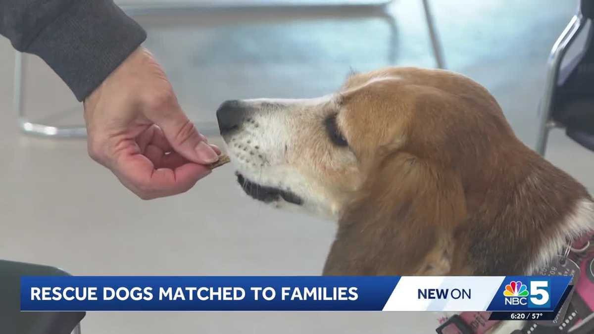 Vermont nonprofit works to find homes for growing number of rescue dogs