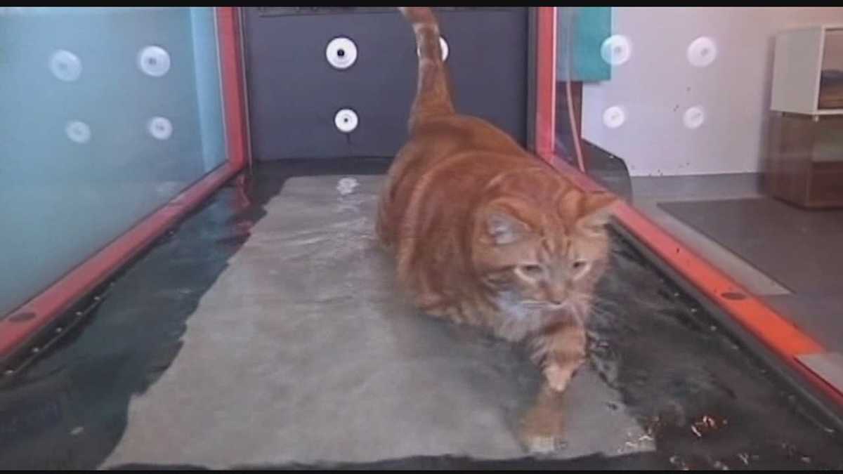 Dogs, cats get water treadmill physical therapy