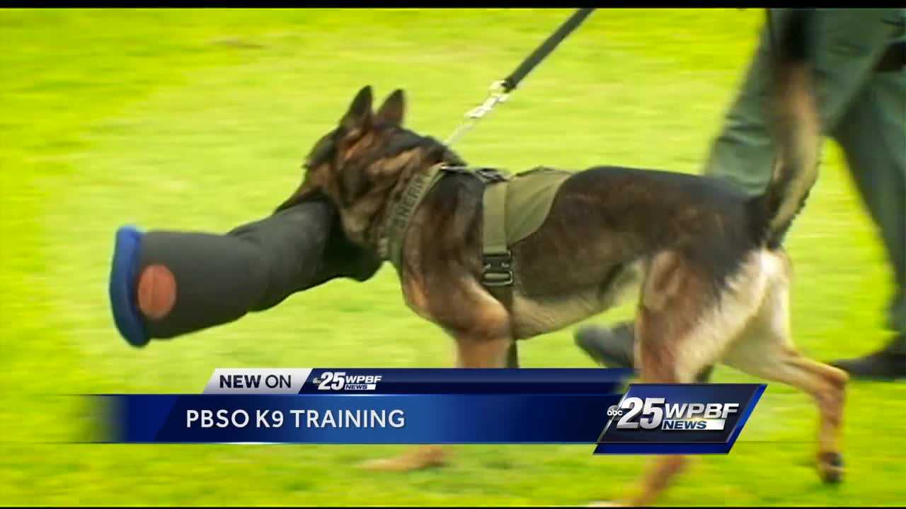 WPBF 25 Gets Behind The Scenes Look At K9 Training