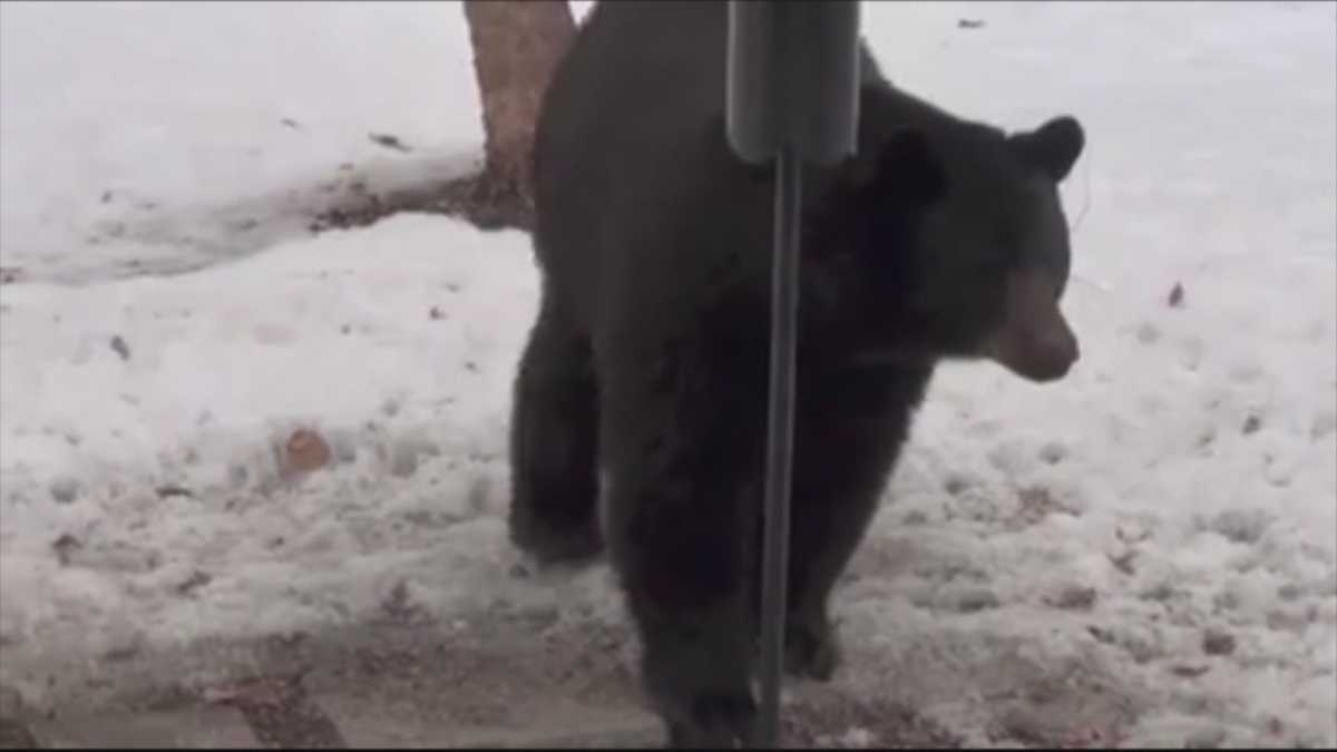 Massachusetts Black bears return following winter hibernation