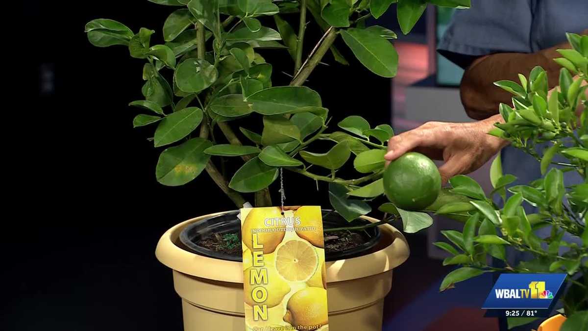 Sunday Gardener: Growing lemons and Mediterranean citrus in Maryland