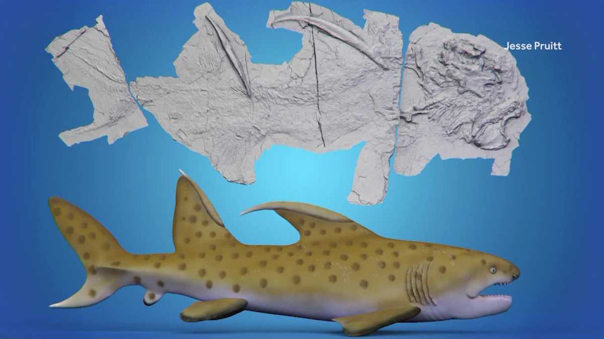 'Godzilla Shark' found in New Mexico mountains gets an official name