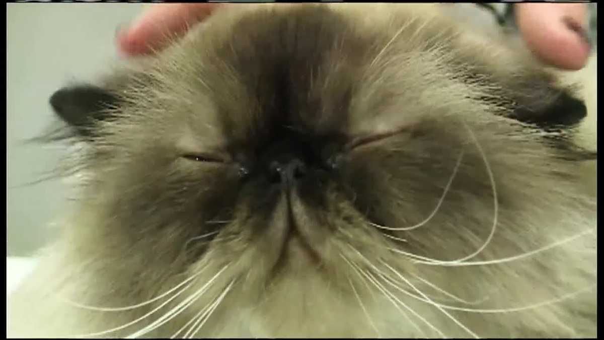 Cat lovers flock to Westbrook Armory