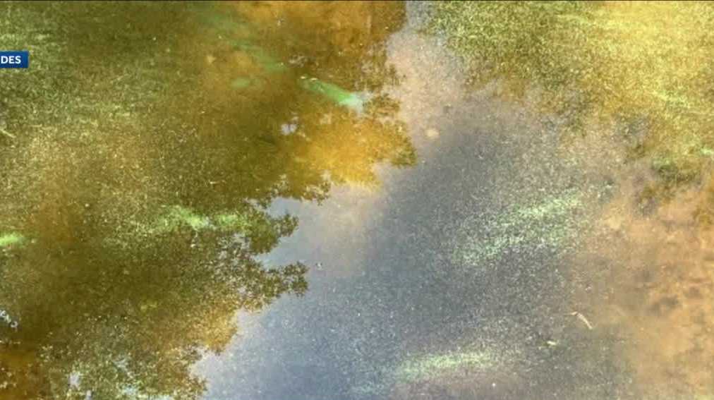Officials warn of cyanobacteria in pond in Bedford, NH - Vimarsana News